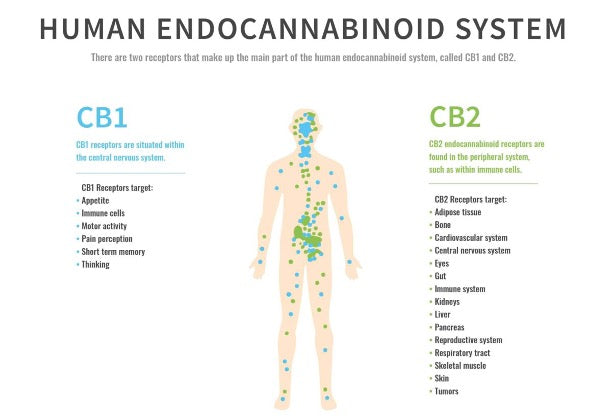 What are human endocannabinoids?